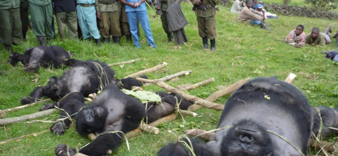 Why Are Mountain Gorillas Endangered