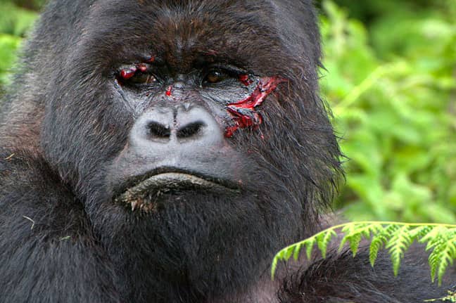 Why Are Mountain Gorillas Endangered