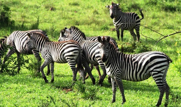 Best Safari Parks in Uganda