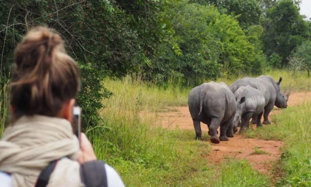 1 Day Rhino Tracking Safari