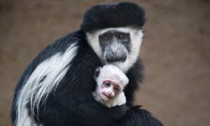 8 Days Uganda Primate Safari