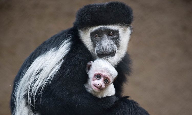 8 Days Uganda Primate Safari