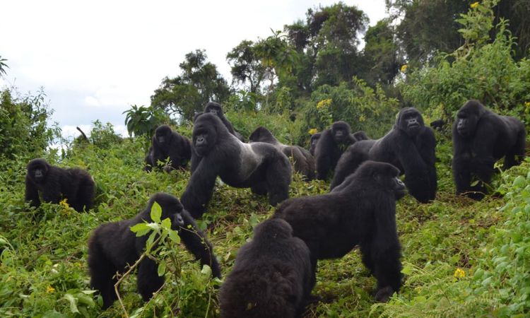 Bwindi Gorilla Families
