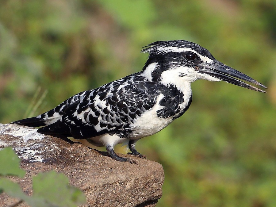 Pied Kingfisher