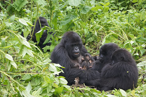 5 Days Gorillas & Queen Elizabeth Safari