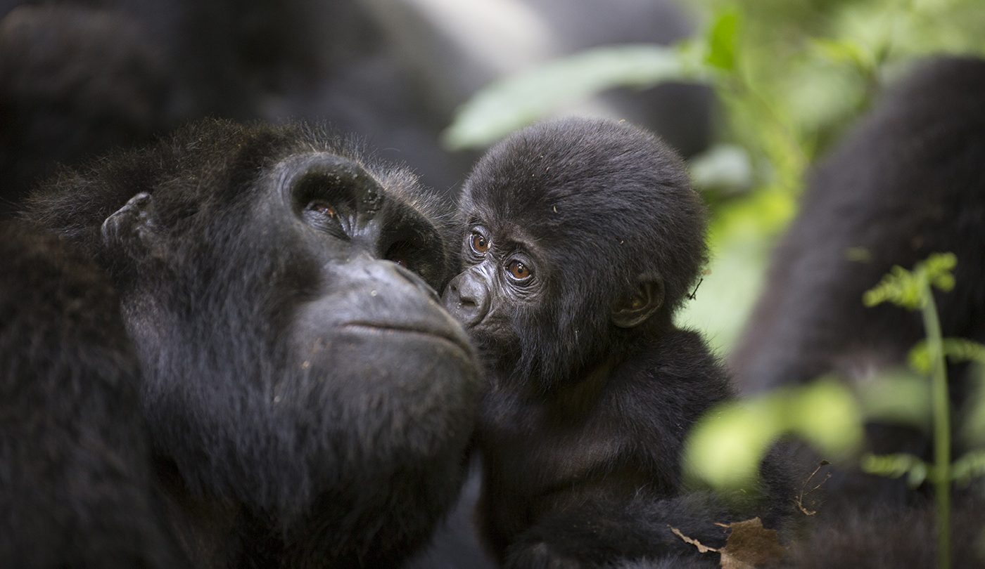 Bwindi gorilla permit cost