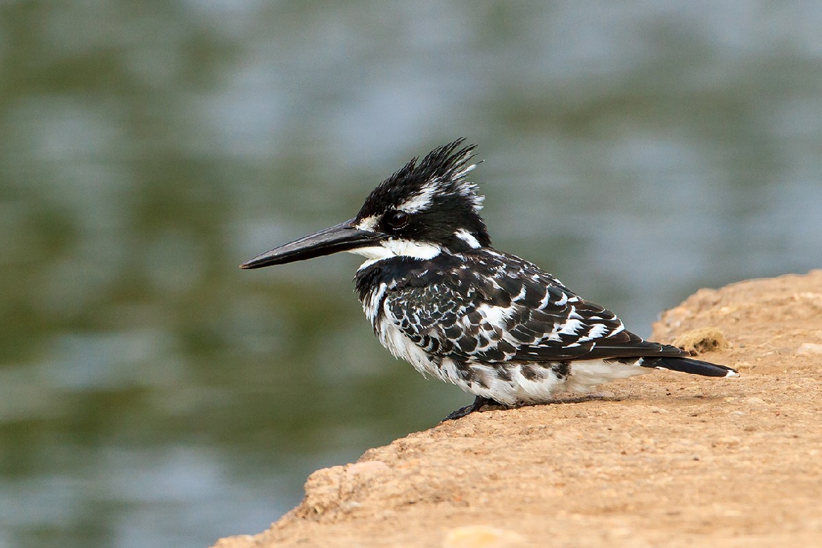 pied kingfisher male vs female