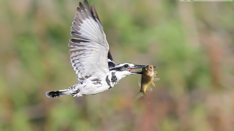 pied kingfisher in flight