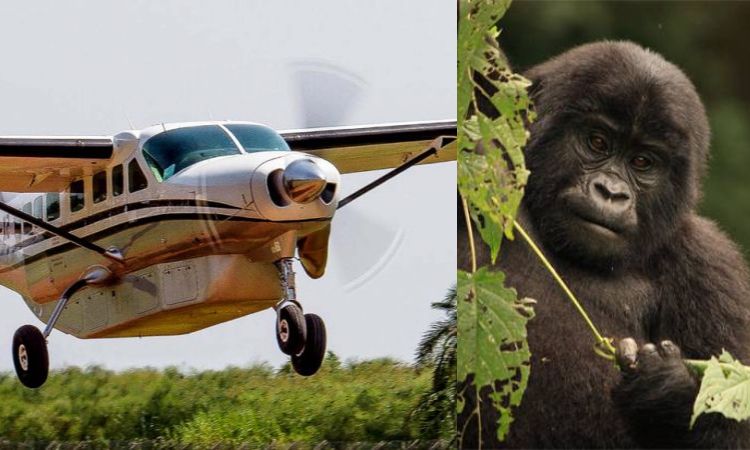 4 Days Luxury Fly in Bwindi Gorilla Safari