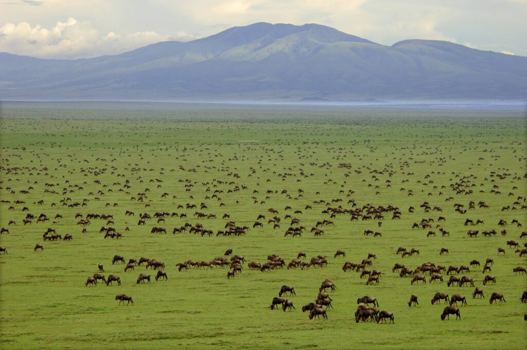 How to Get to Serengeti National Park