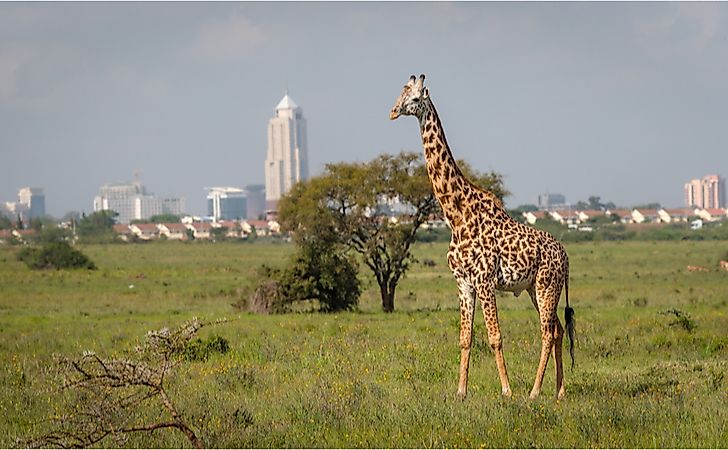 nairobi national park entry fee for non residents