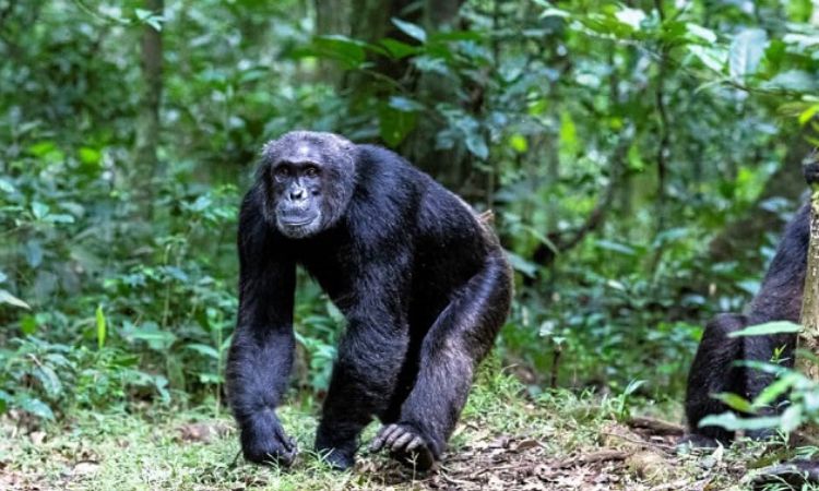 7 Days Gorillas & Chimpanzees Luxury Tour