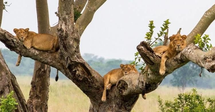 queen elizabeth national park tree-climbing lions