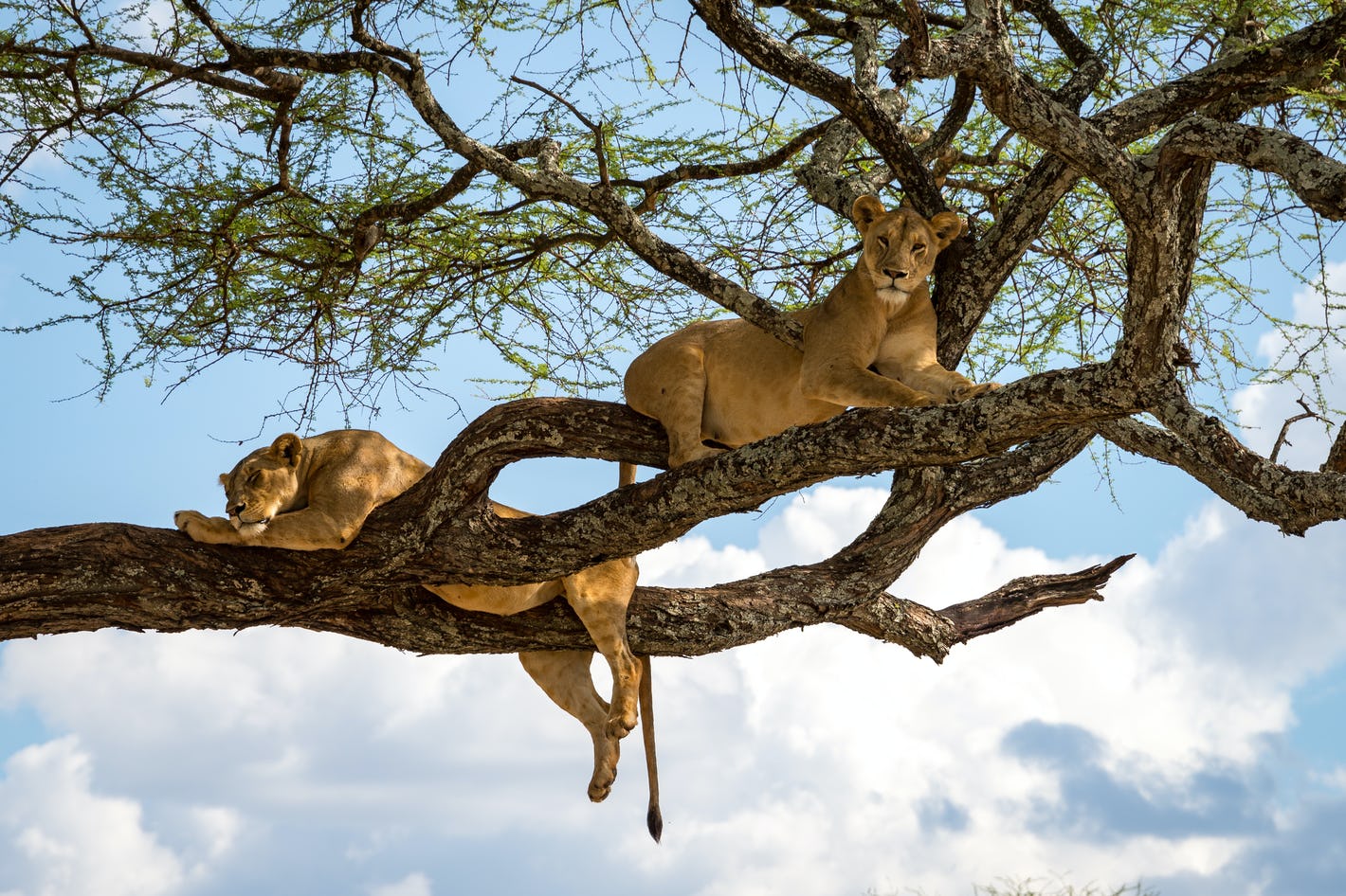 tree climbing lions uganda