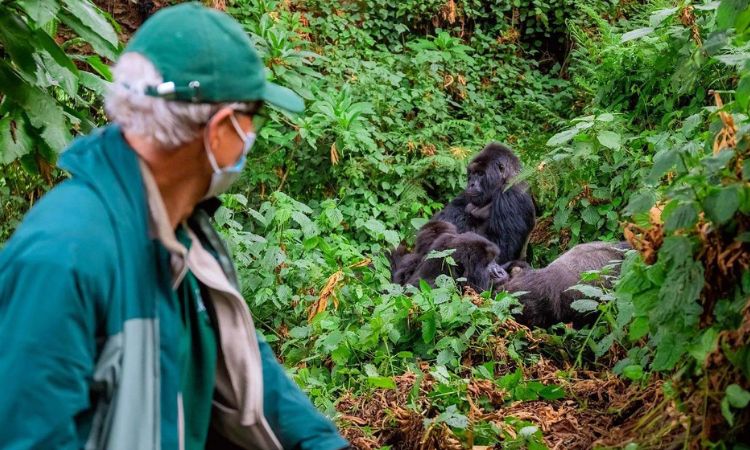 gorilla safari in Rwanda