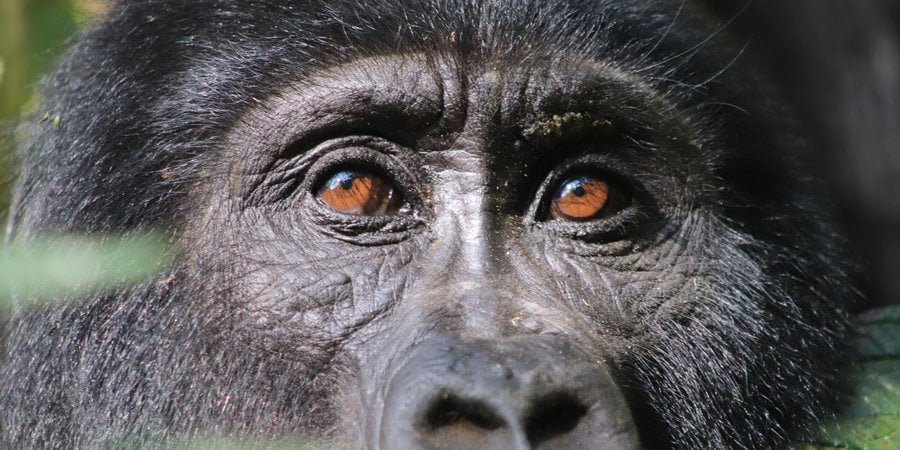 Gorilla Eyes
