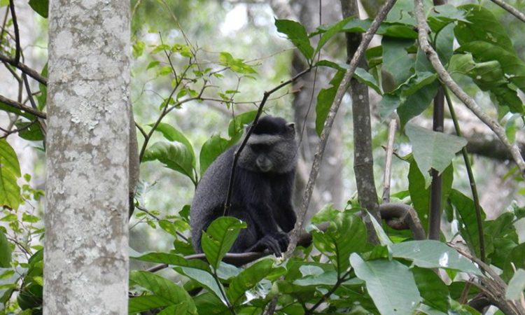Kakamega Forest Animals
