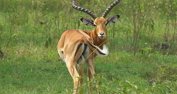 1 Week Uganda Wildlife Safari