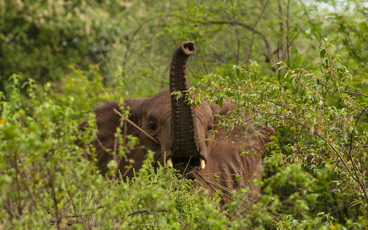 rimoi national reserve entrance fee