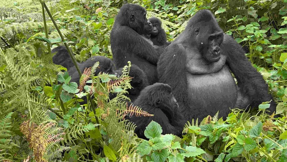 3 Days Gorilla Habituation Experience