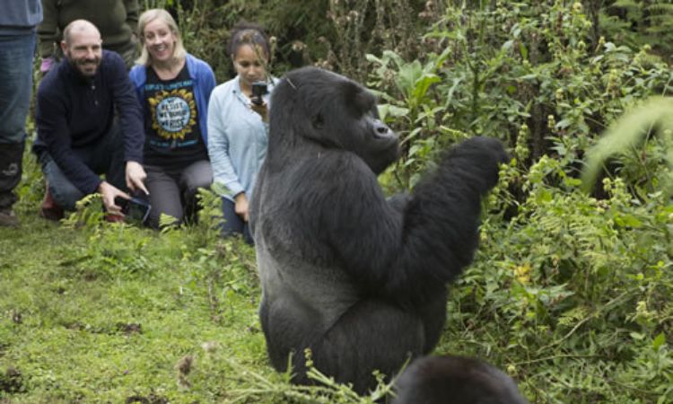 Gorilla Permits in Rwanda