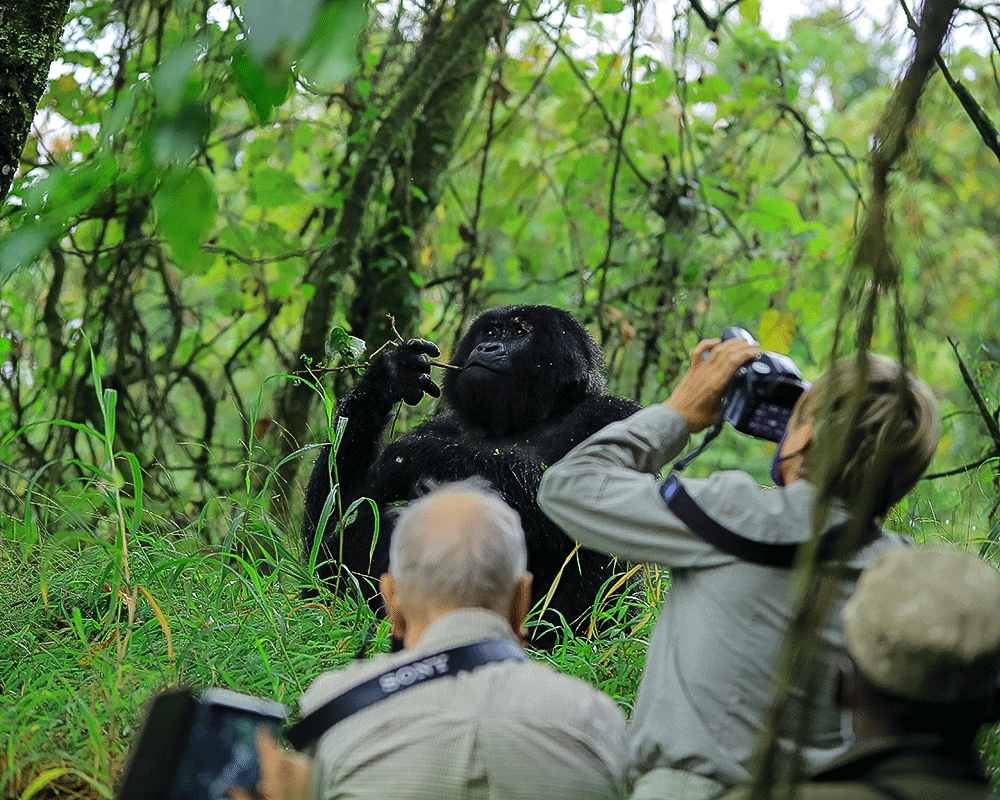 3 Days Rwanda Gorilla Safari