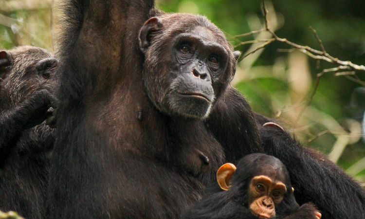 chimpanzee permit costs in Uganda