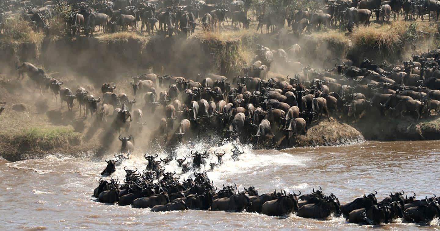 10 day Great Migration safari