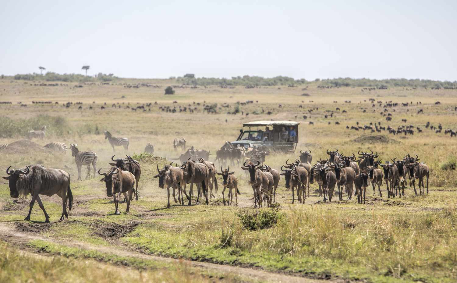 10 Day Kenya & Tanzania Migration Safari