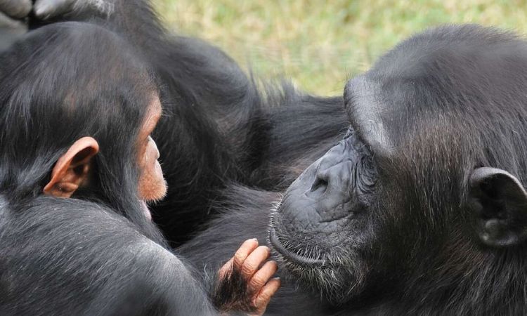 chimpanzee mating rituals