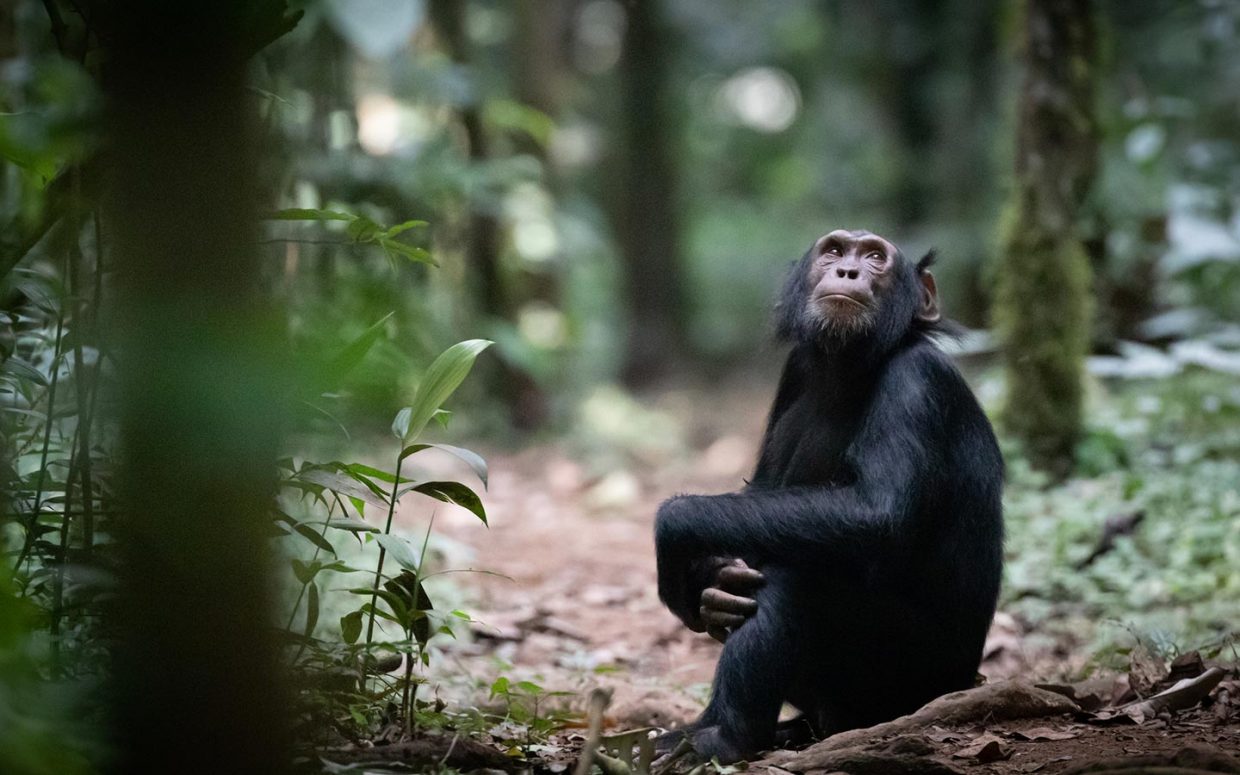 chimpanzee tracking Uganda