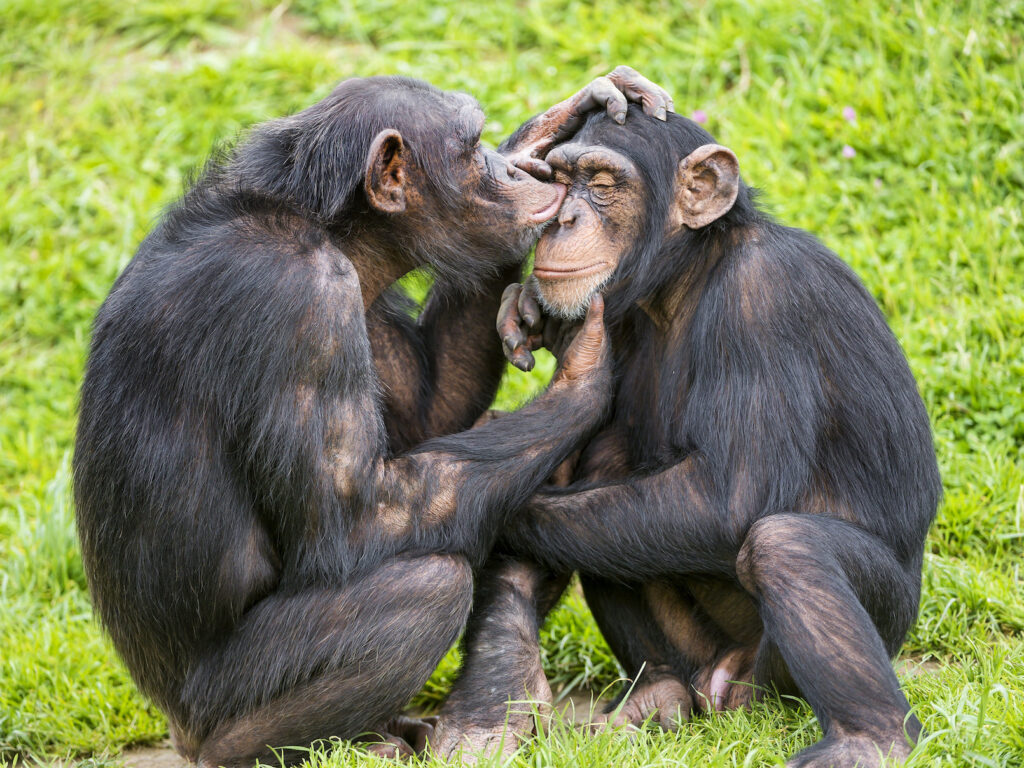 chimpanzee mating rituals