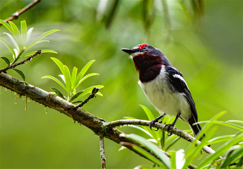 Bird species checklist East Africa 