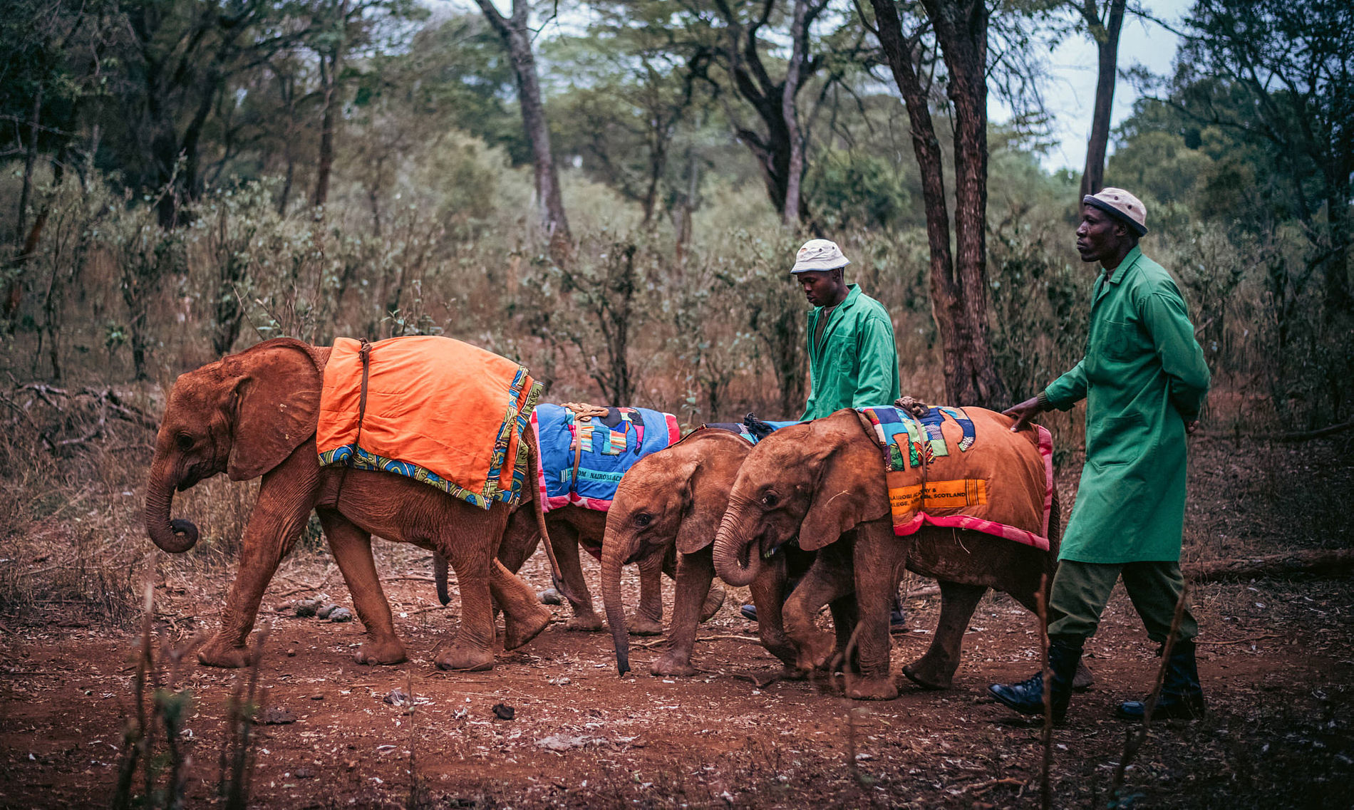 David Sheldrick Wildlife Trust