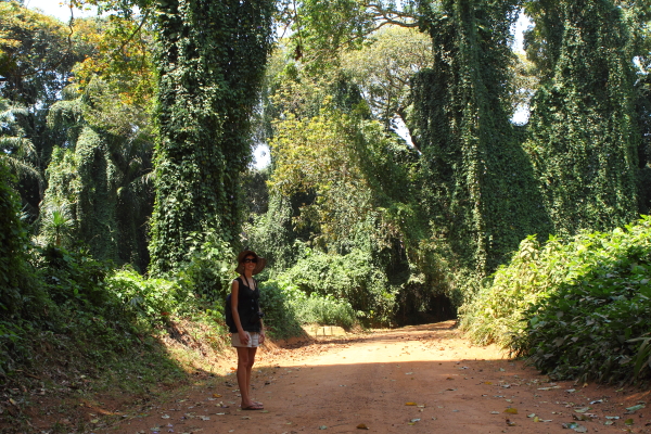 Entebbe Botanical Gardens 