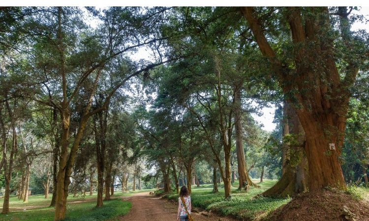 entebbe botanical gardens history