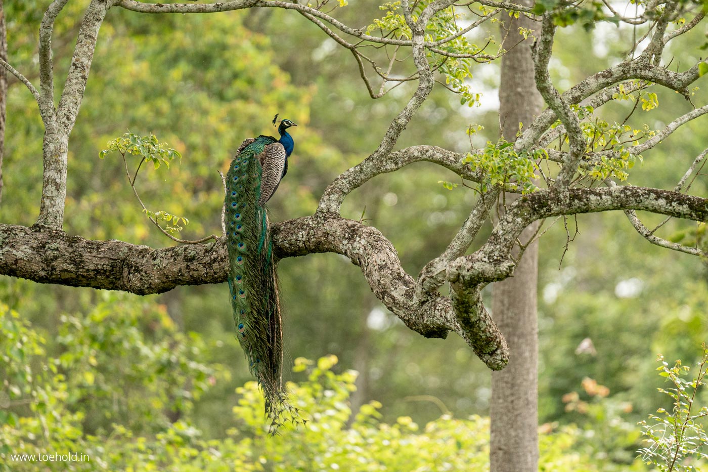 Luxury East Africa bird tours 