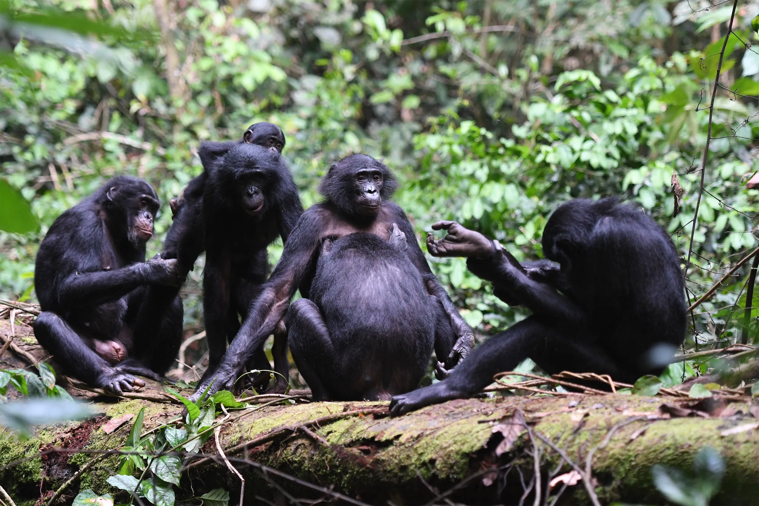 Where Do Bonobos Live