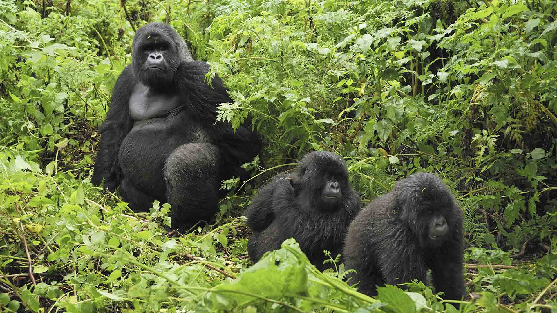 Mountain Gorilla Habitats