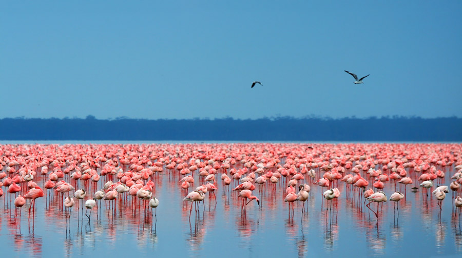 4 Days Amboseli and Lake Nakuru Safari