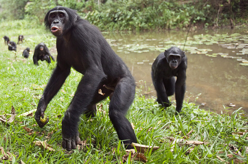why are bonobos endangered