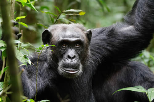 Uganda primate safaris