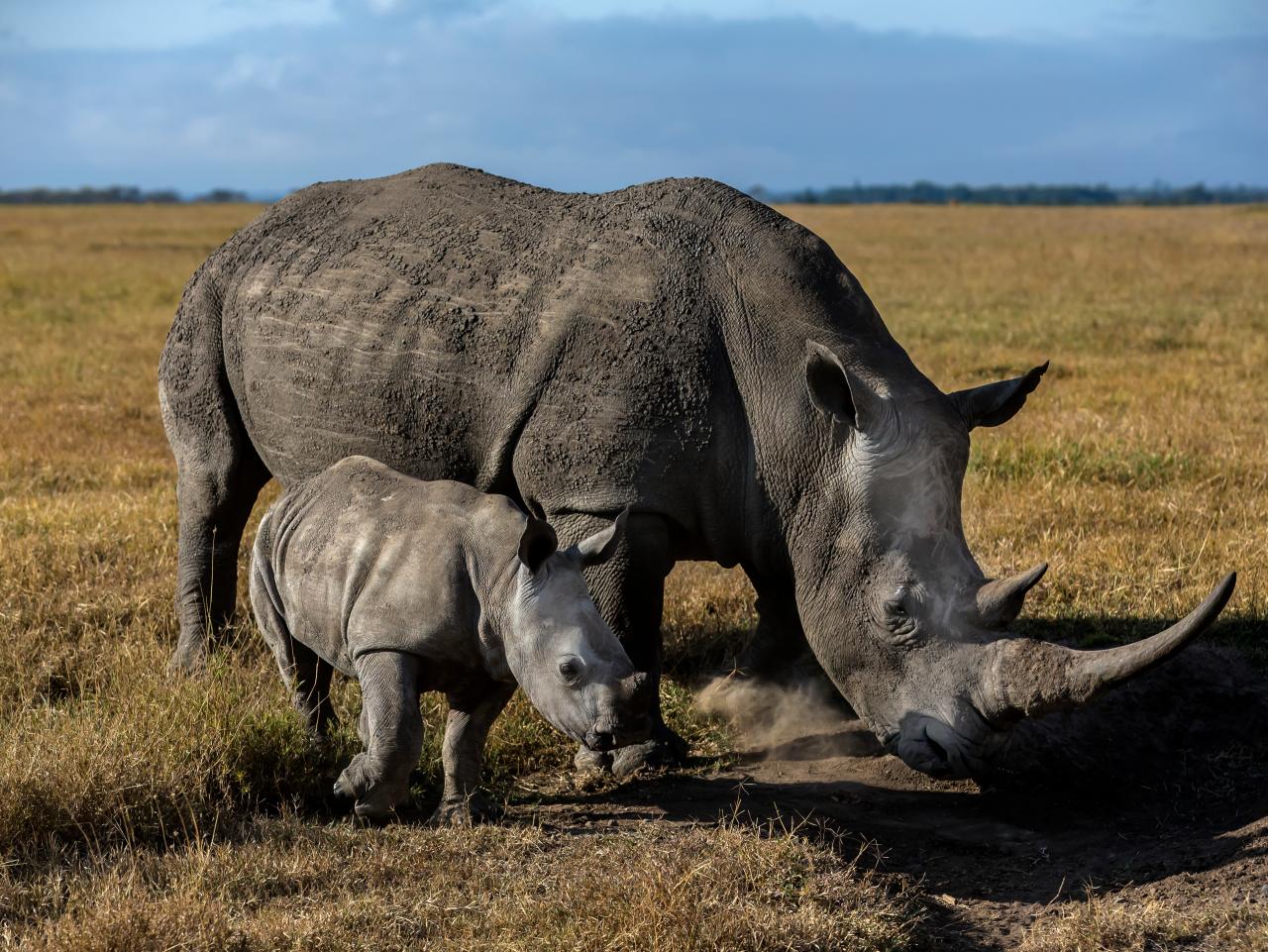 how many black rhinos are left