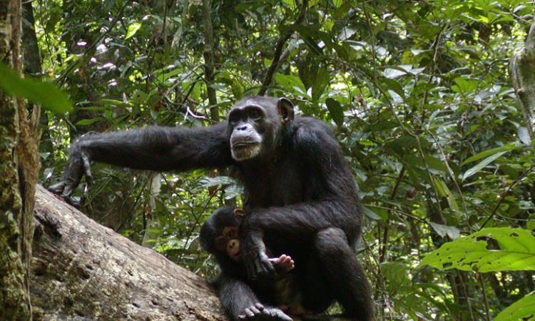 2 days chimpanzee safari in Uganda