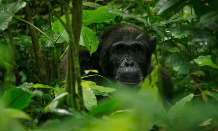 2 Day Nyungwe Forest Safari