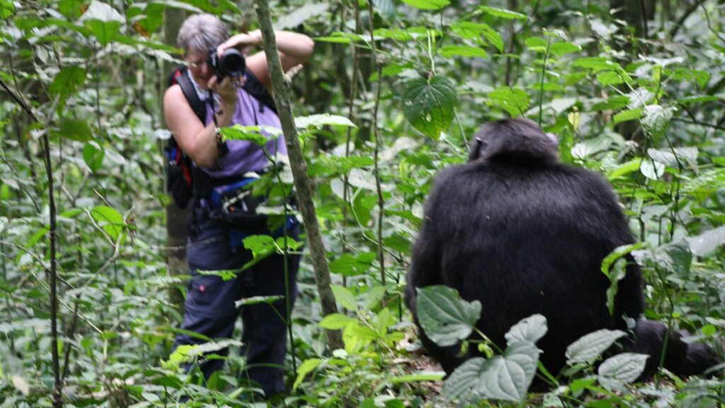 Kibale Forest chimpanzee tours