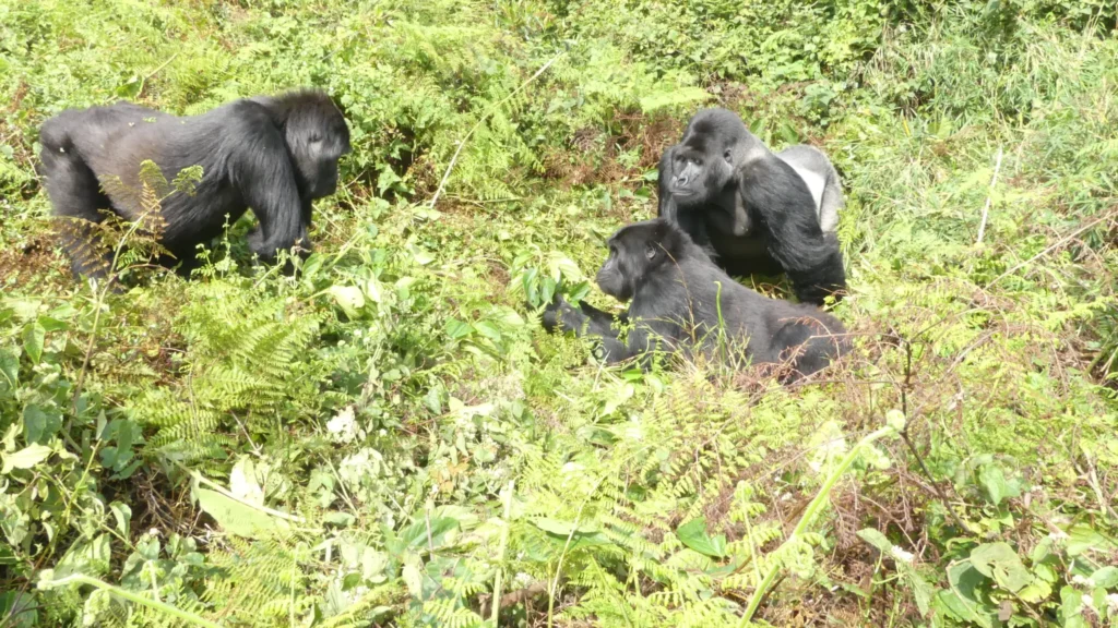 How Gorillas Attract Mates