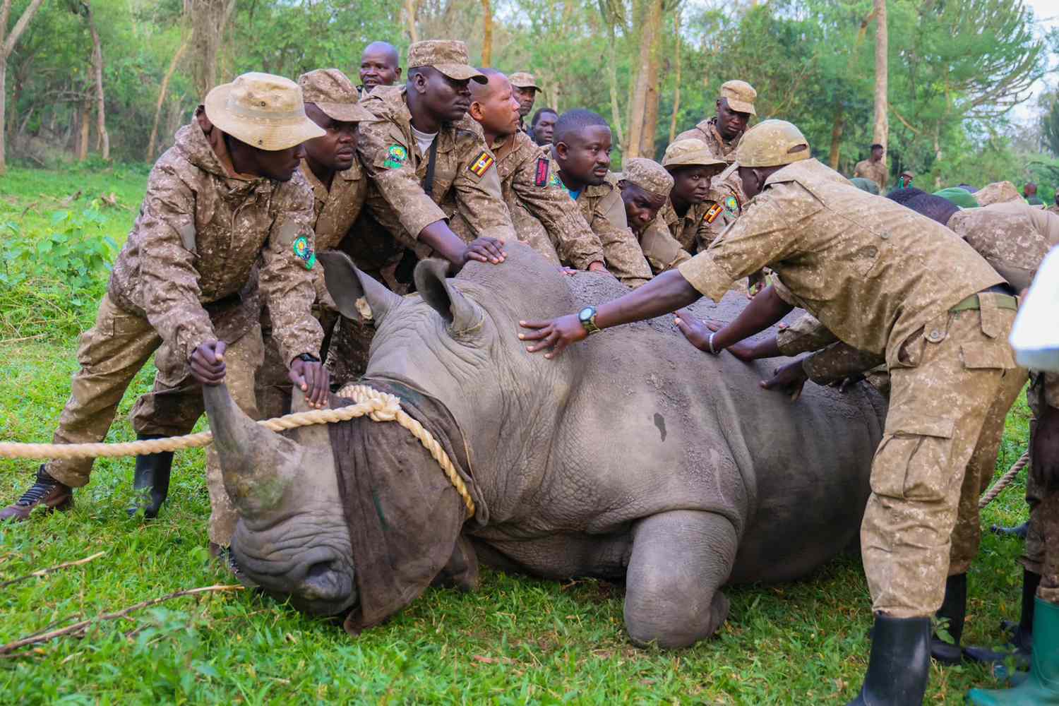 how many white rhinos are left in 2026