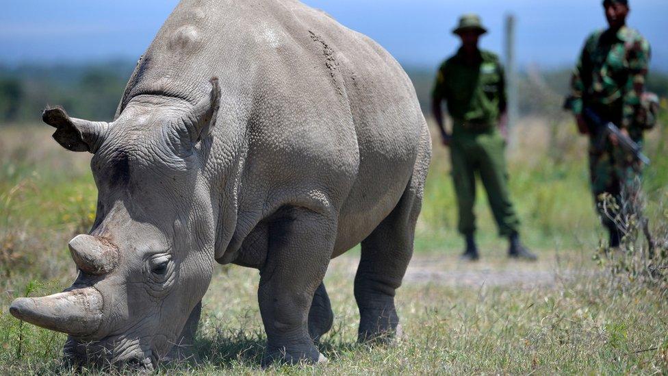 How Many White Rhinos Are Left