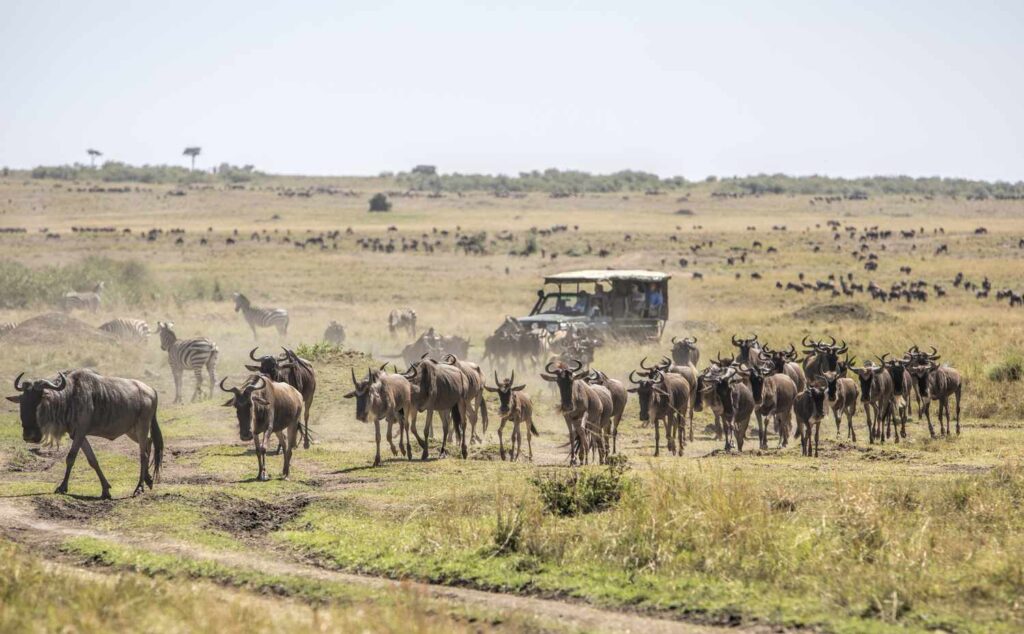 4 Days Masai Mara Safari